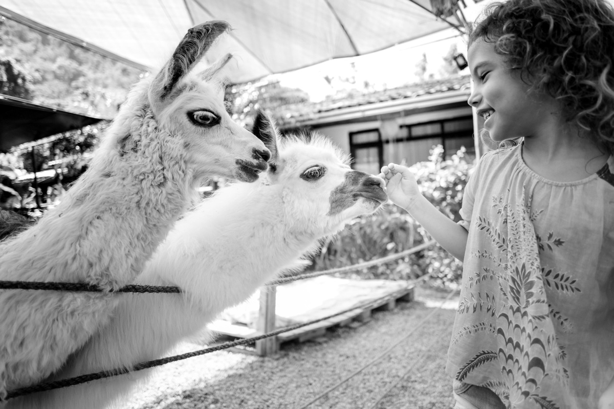 foto em preto e branco de menina sorrindo para duas lhamas