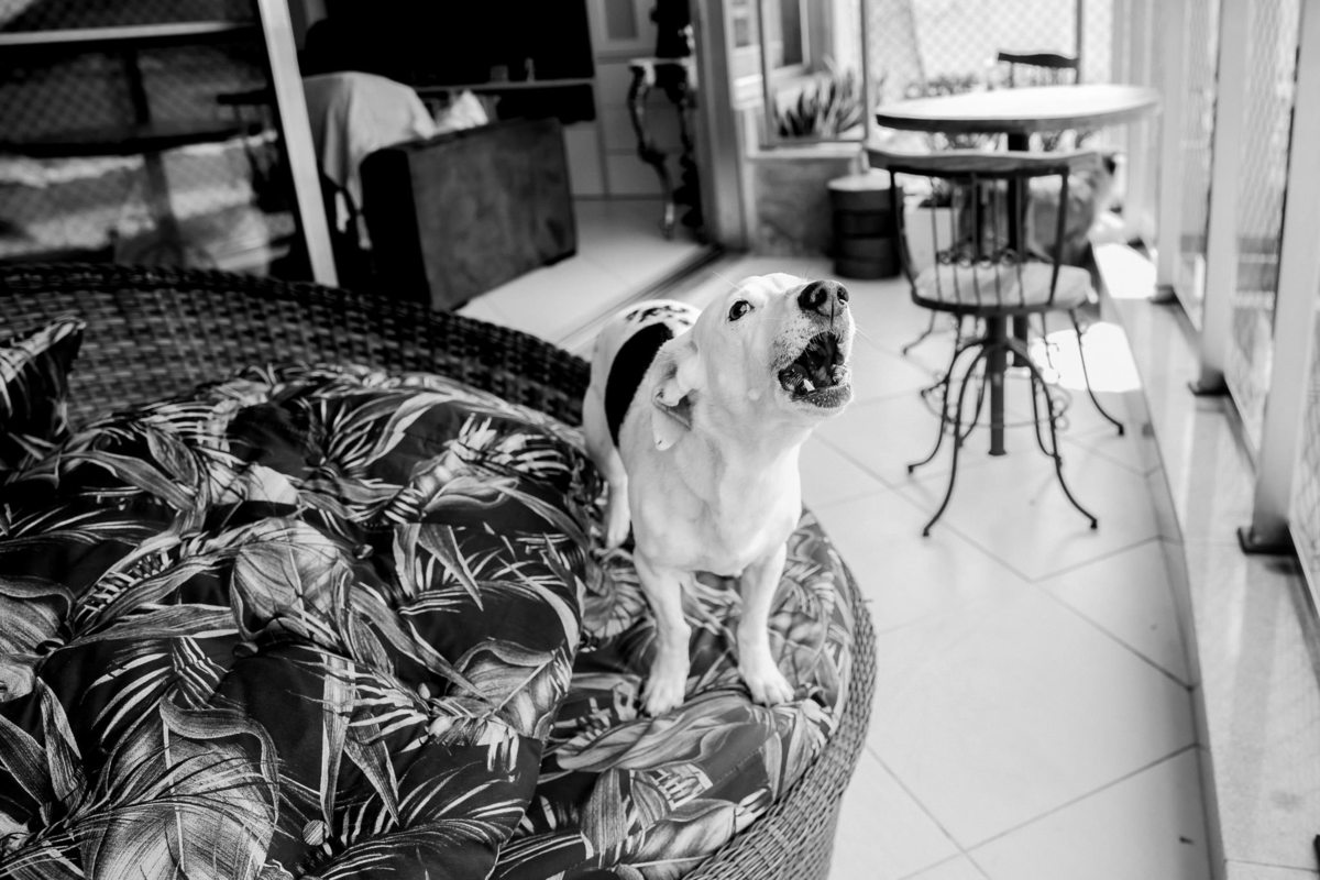 Fotografia preto e branco de cachorro sobre espreguiçadeira em varanda latindo para a foto