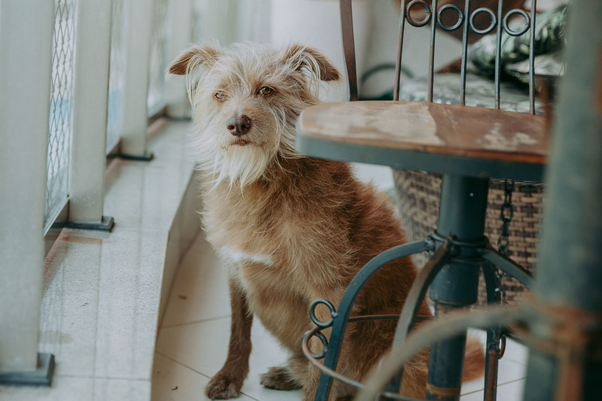 Fotografia de cachorro olhando para a câmera em varanda de apartamento no recreio dos bandeirantes