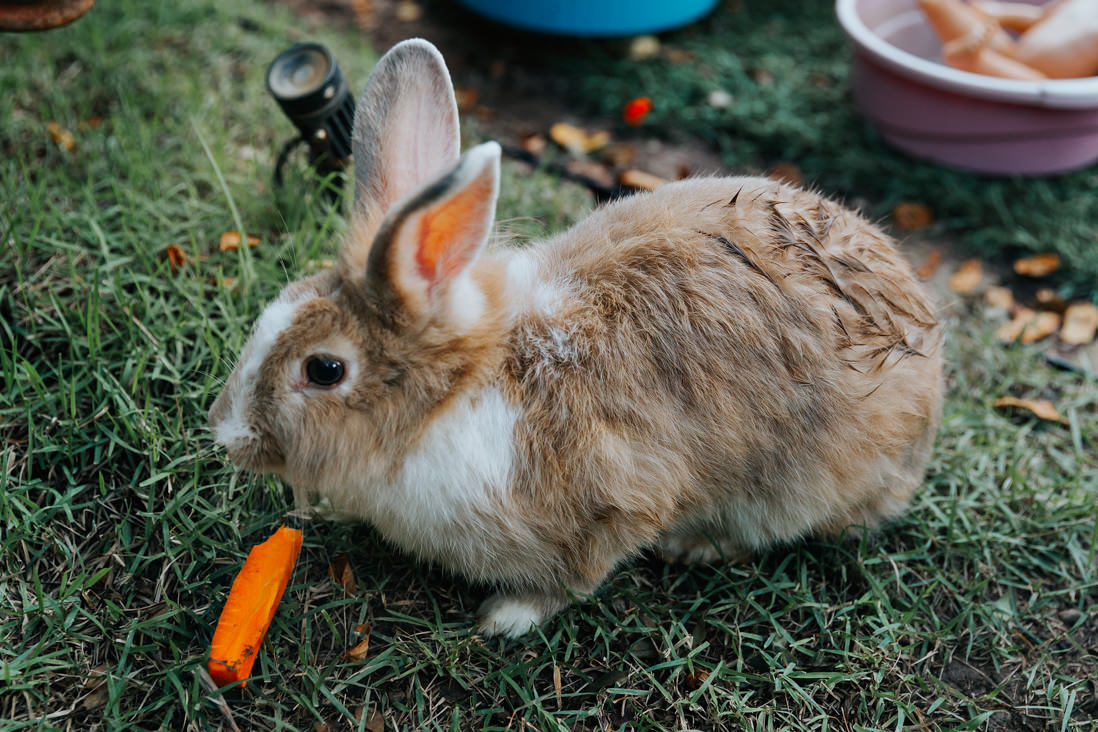 coelho comendo cenoura