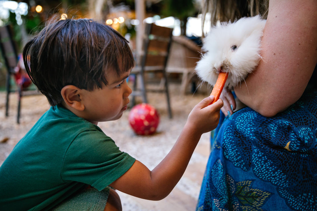 menino alimenta coelho com cenoura