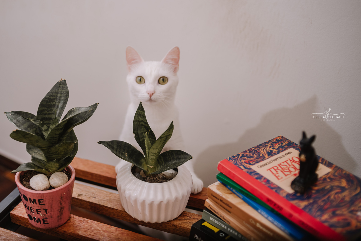 ensaio gestante juiz de fora | fotografajf