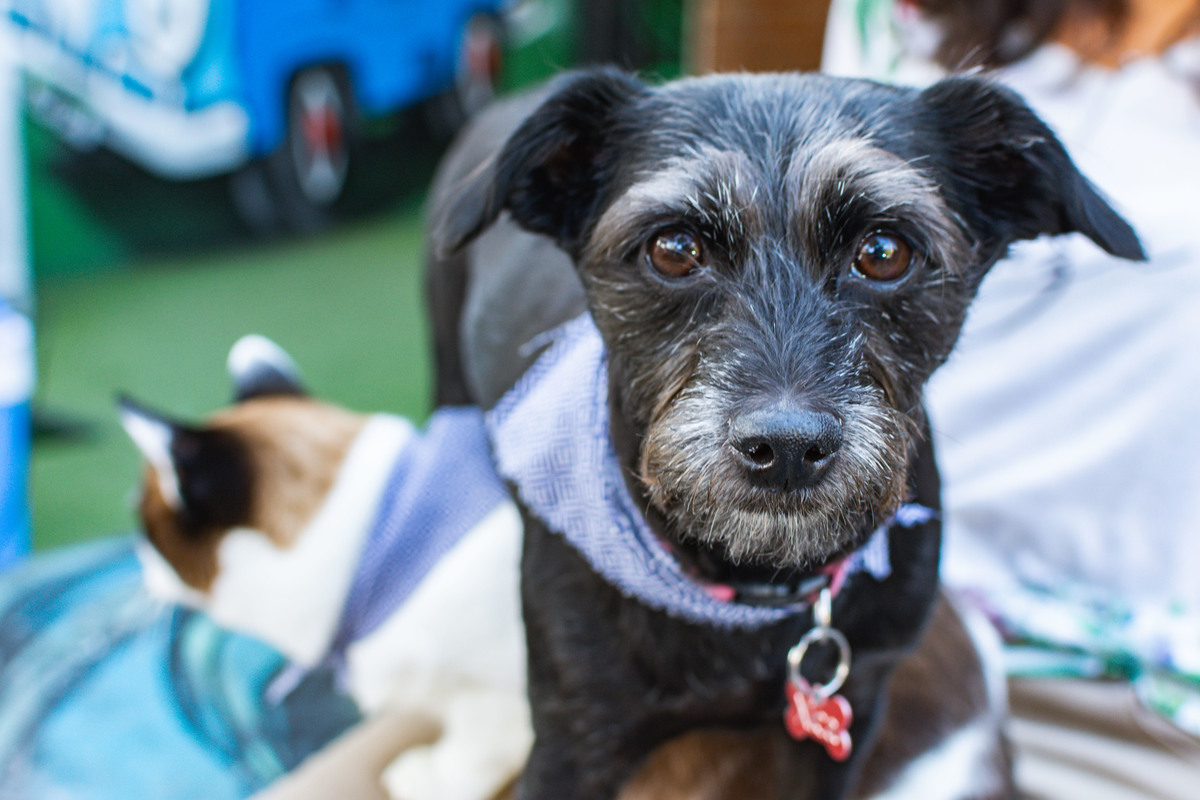 a cachorrinha olha profundamente para a camera