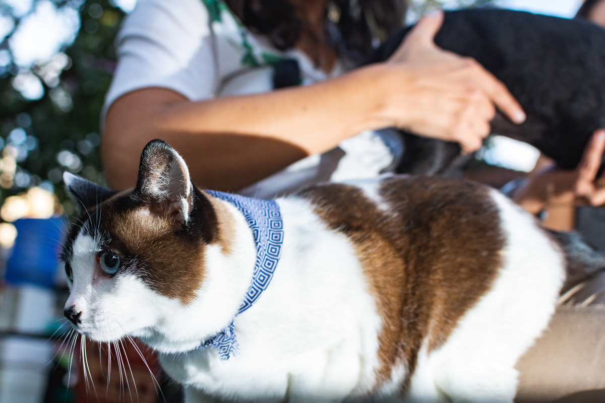 o gato marrom e branco com sua adoravel coleira azul