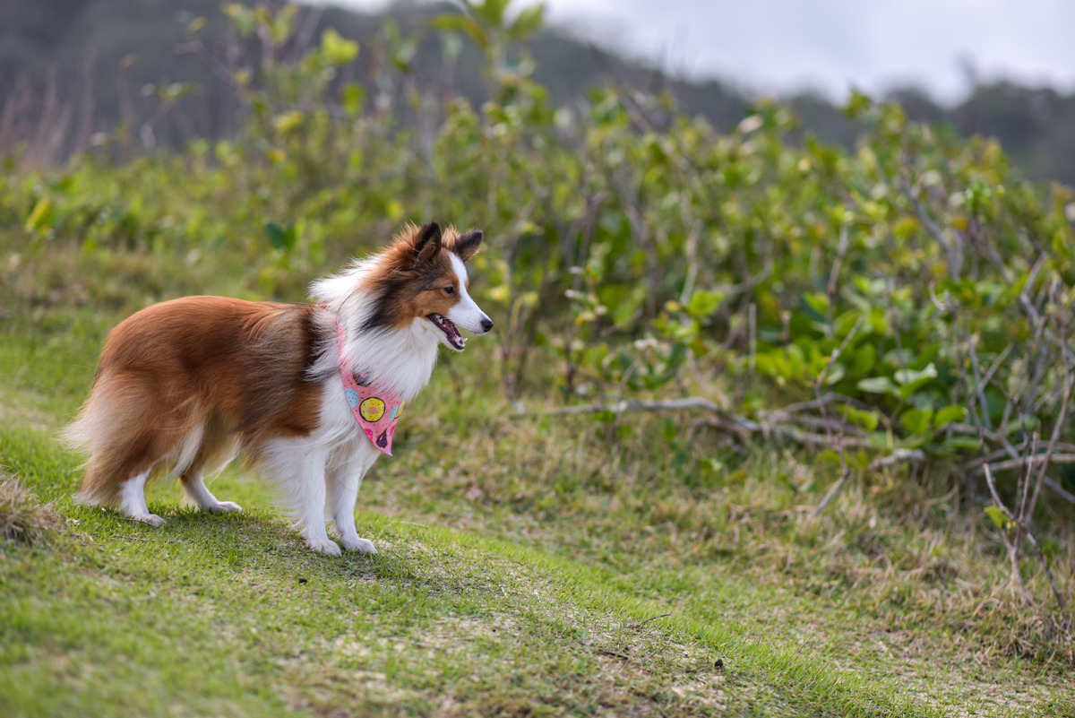 Francisco Sanini e Paola , praia vermelha, ubatuba, litoral norte