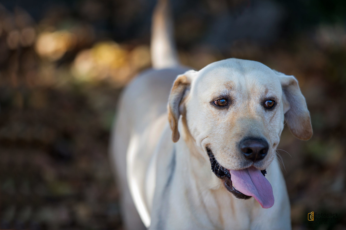 fotografia animais de estimação