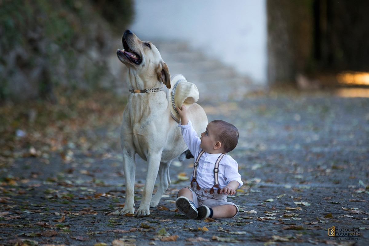 sessão fotográfica cães