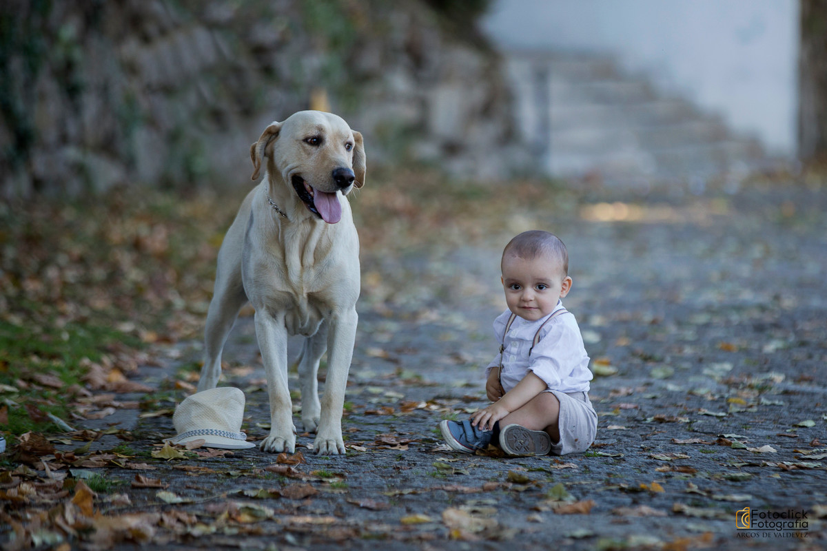 fotografia cães