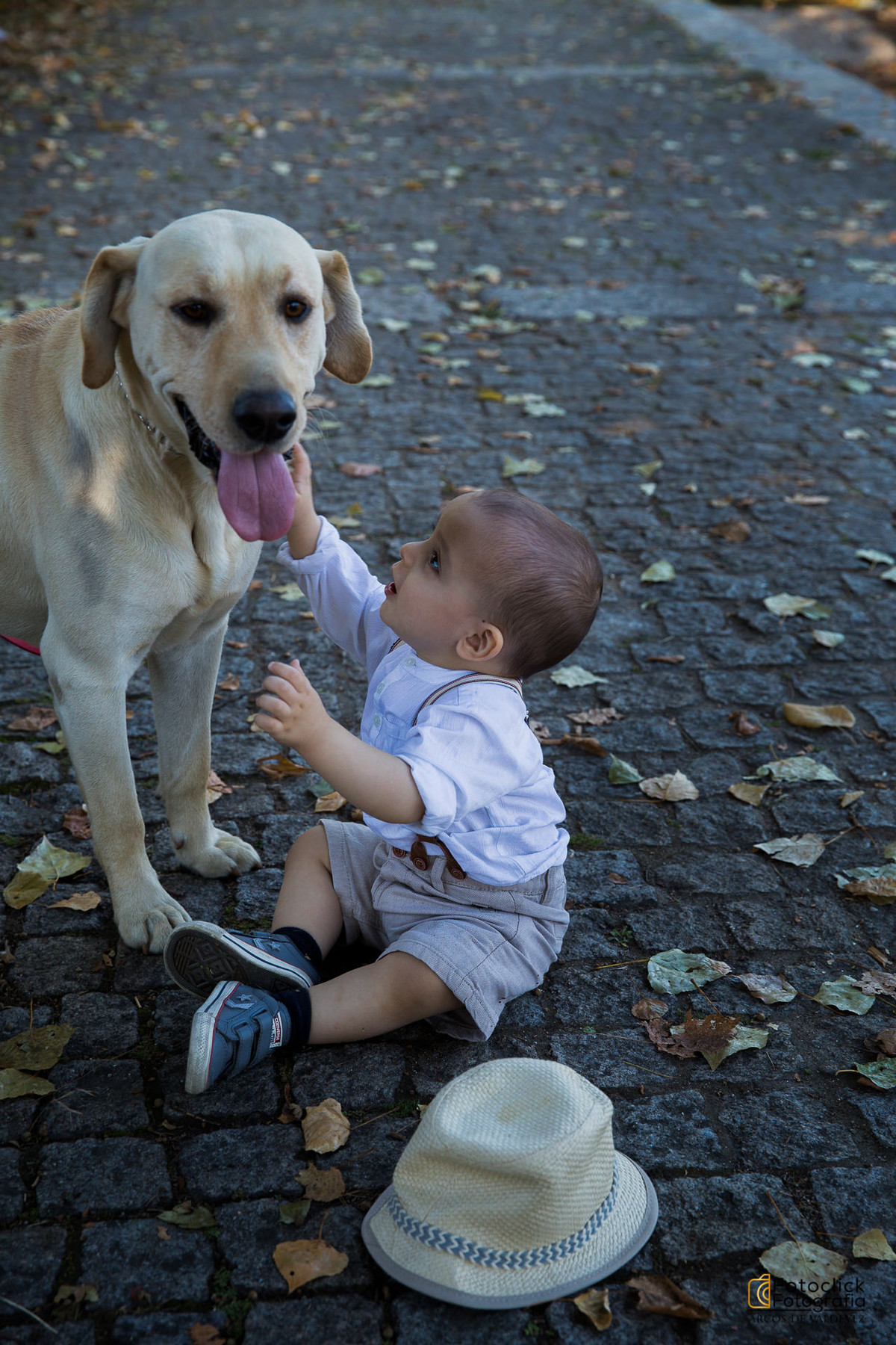 animais de estimação fotografia profissional