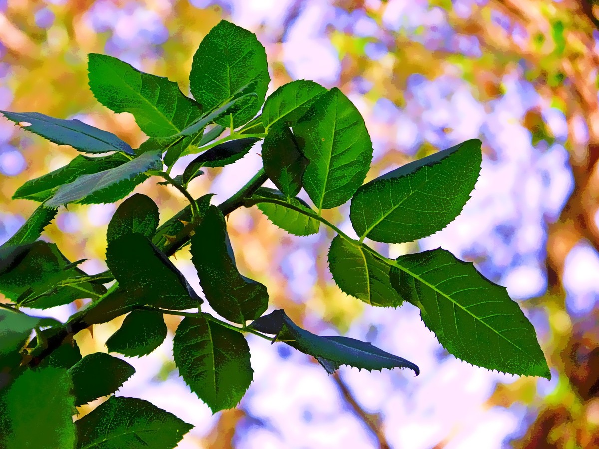 O contraste das folhas verdes com as amarelas ao fundo e o céu azul 