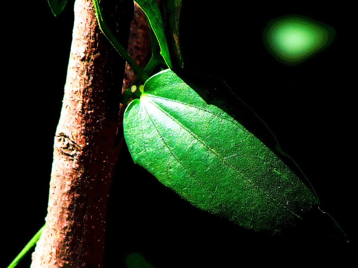 Uma obra da natureza em que eu daria o nome de silencio 