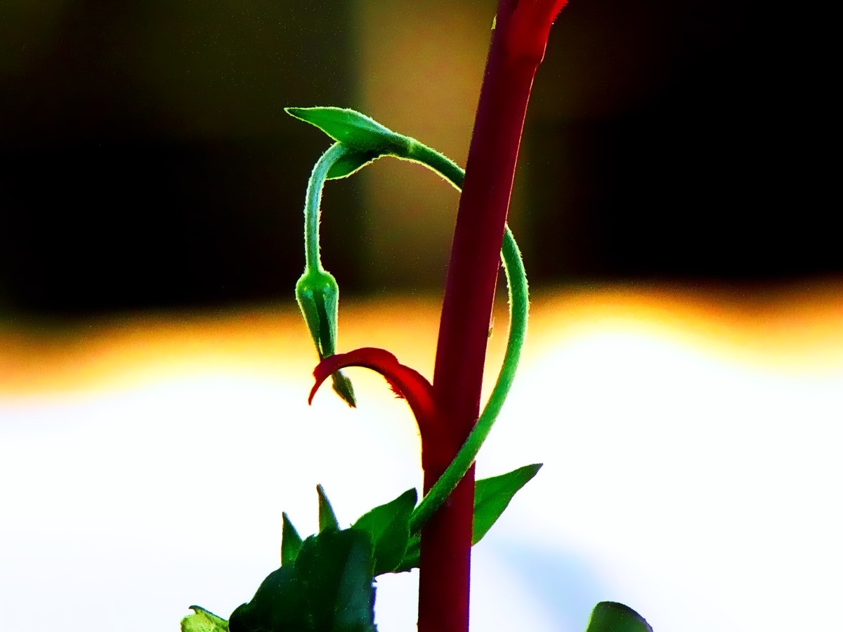 Parece uma serpente mas é apenas uma planta 