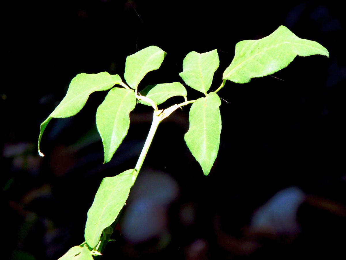 Verde de braços abertos 