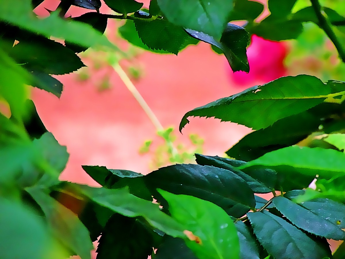 Um muro de folhas e do outro lado o jardim 