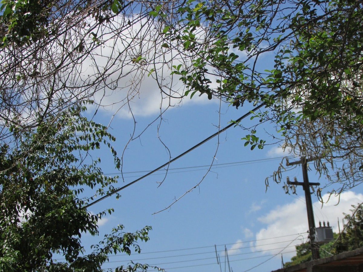 A vegetação tomando conta dos postes de energia 