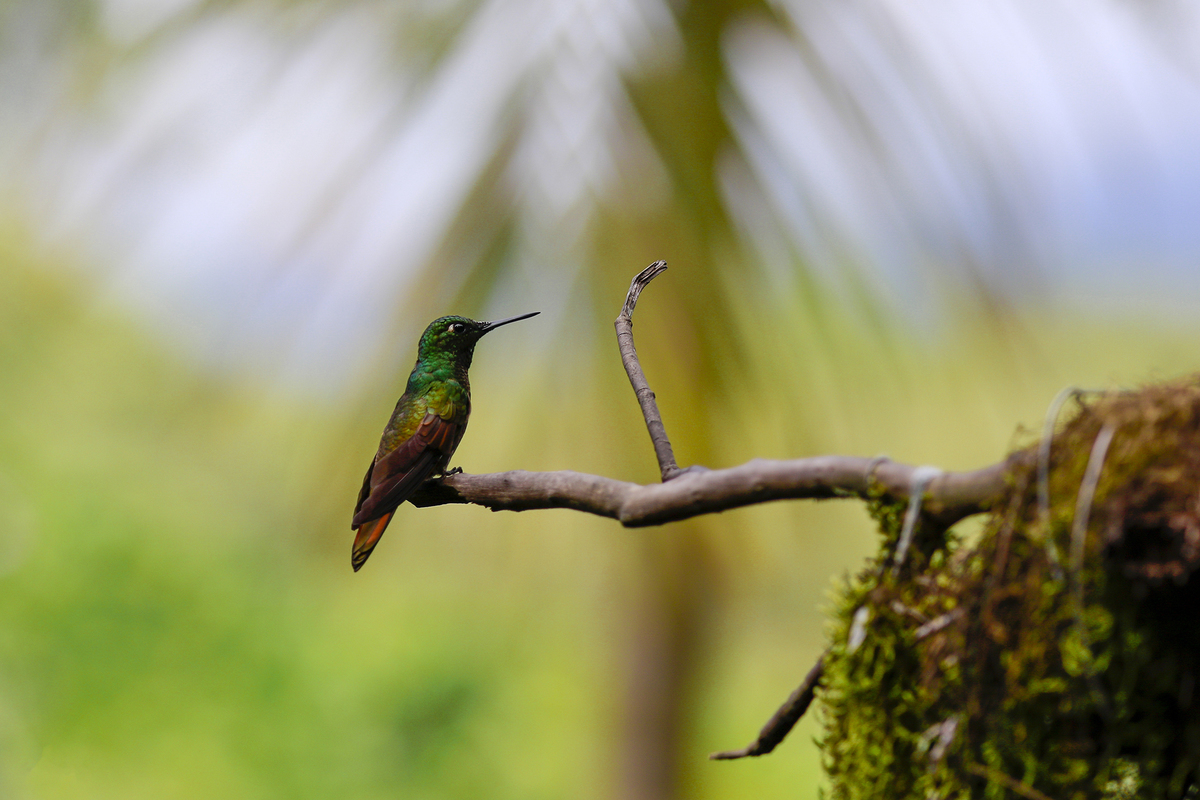 Beija-Flor02 – Serrinha do Alambari