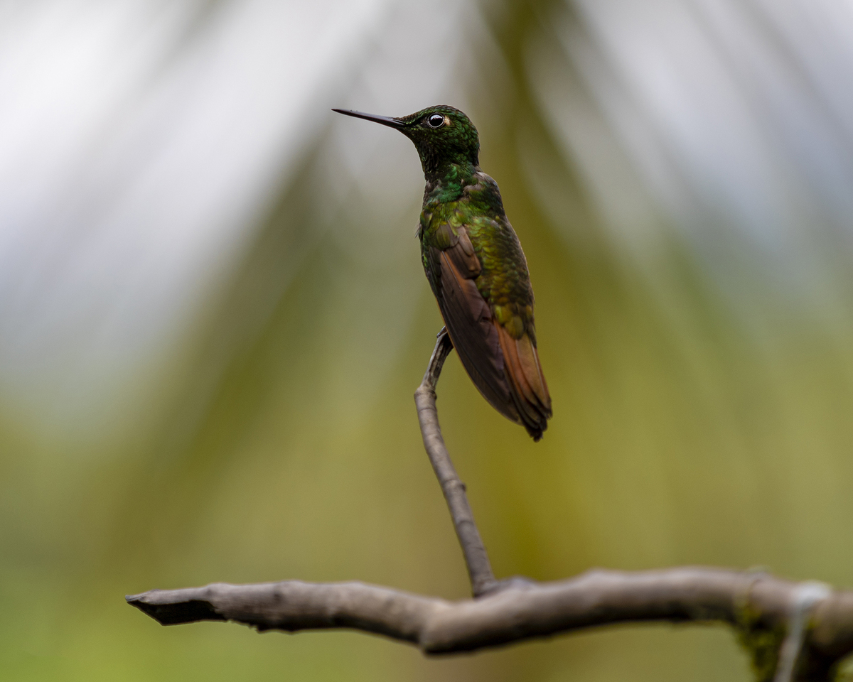 Beija-Flor01 – Serrinha do Alambari