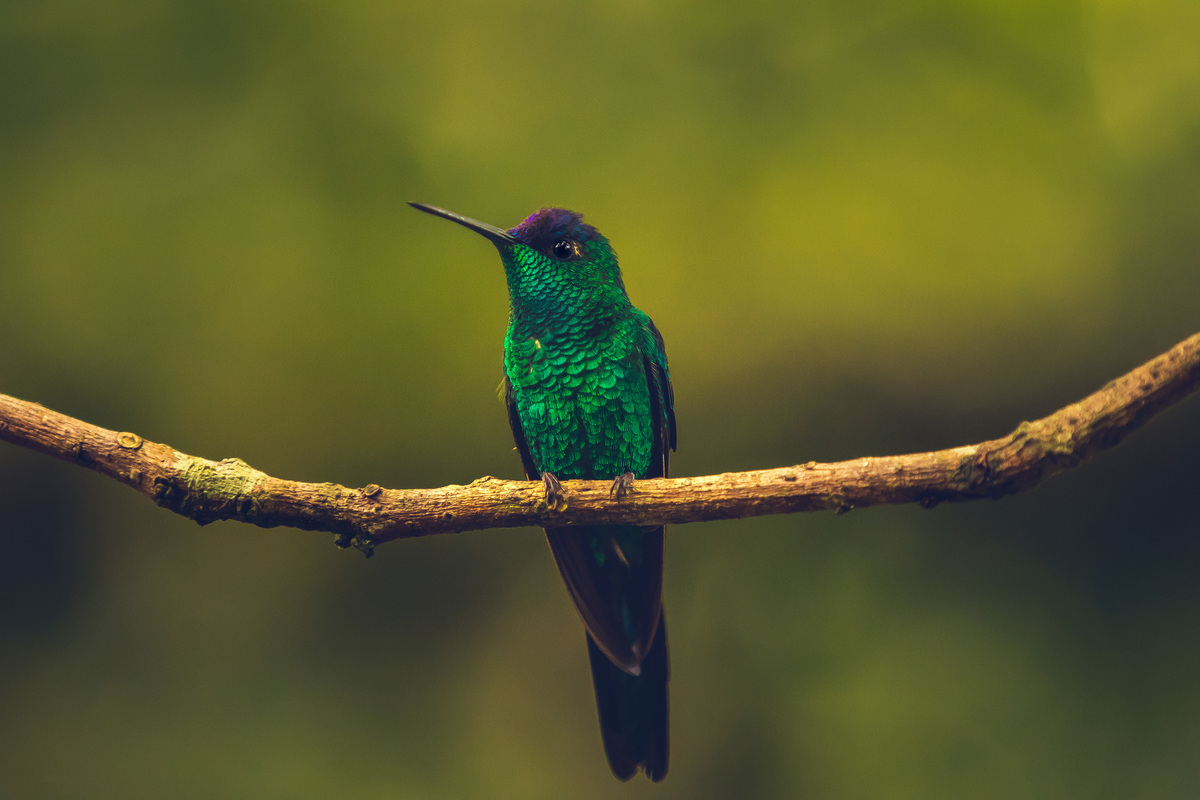 Beija-Flor04 – Serrinha do Alambari