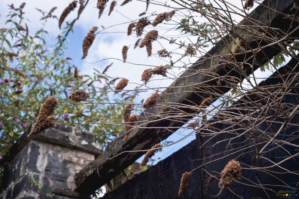 cork ireland plants  engagement photo shoot cork ireland