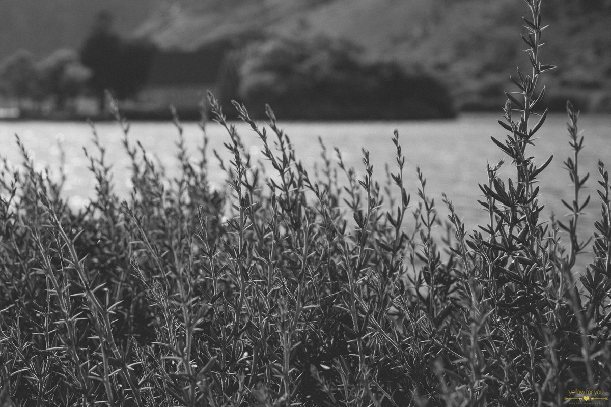  Gougane Barra lake  engagement photo shoot cork ireland
