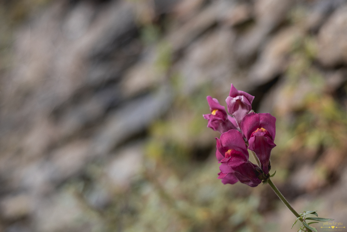 flowers castle engagement photo shoot cork ireland
