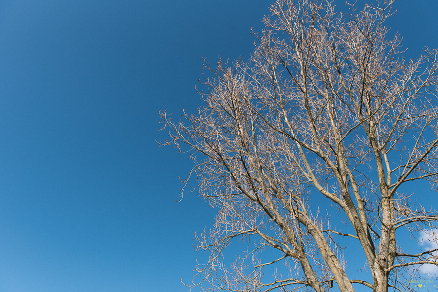 ireland landscape tree photo shoot cork 