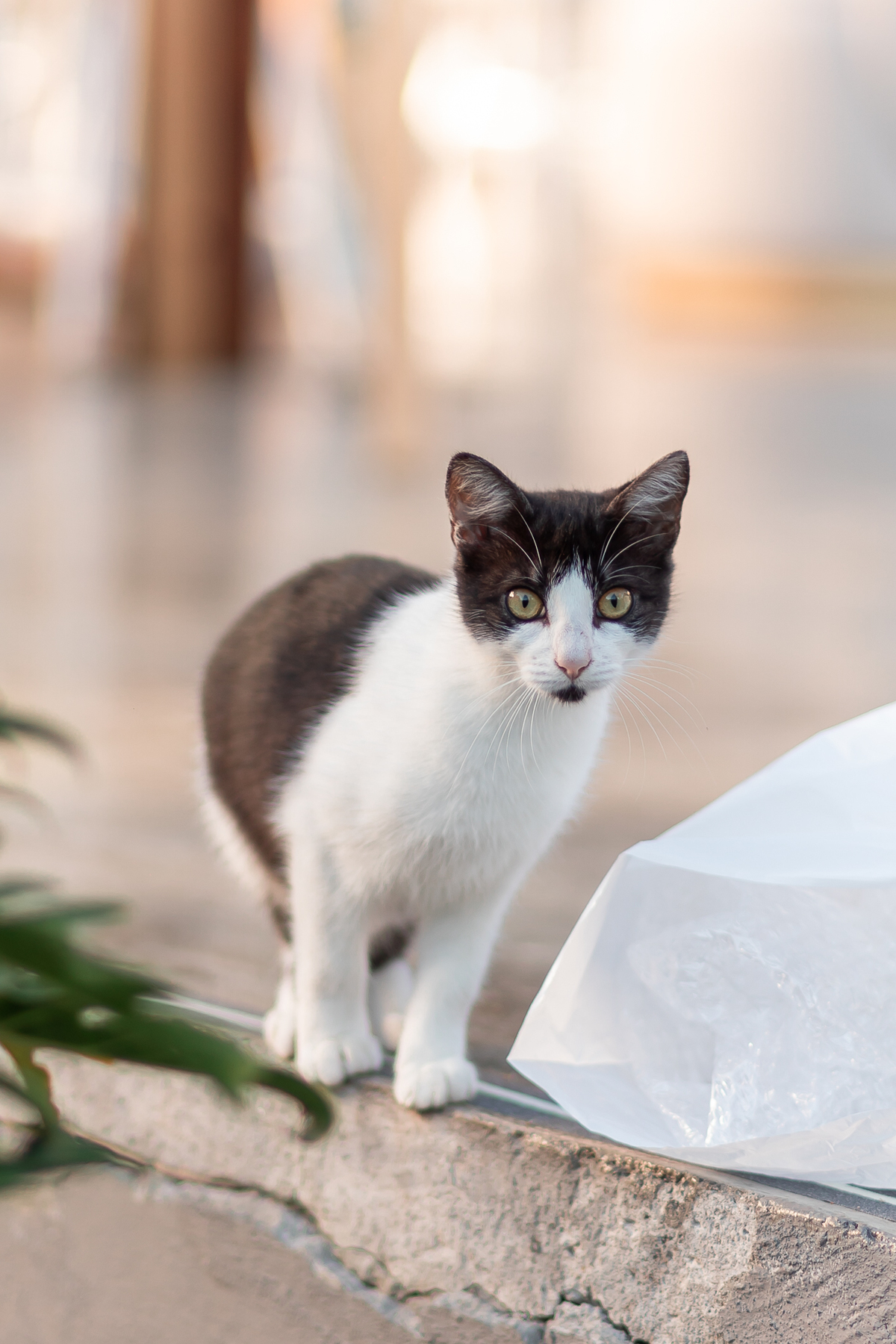 casamento no campo, vestido de noiva, festa de casamento, fotografo de casamento, casamento por do sol, make de noiva, roupa de noivo, casamento Porto Alegre, fotografo profissional, buque de noiva, sapato de noiva, ensaio de casamento, bolo, decoração