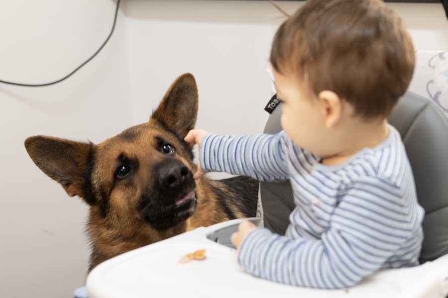 Bebé de un año dando de comer al perro de la familia. Sesión de bebé en casa en Querétaro.
