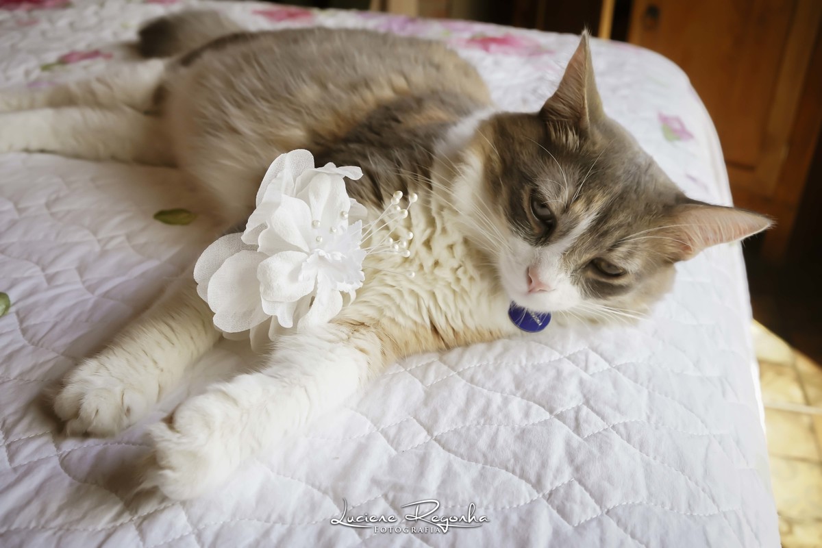 gato da noiva
