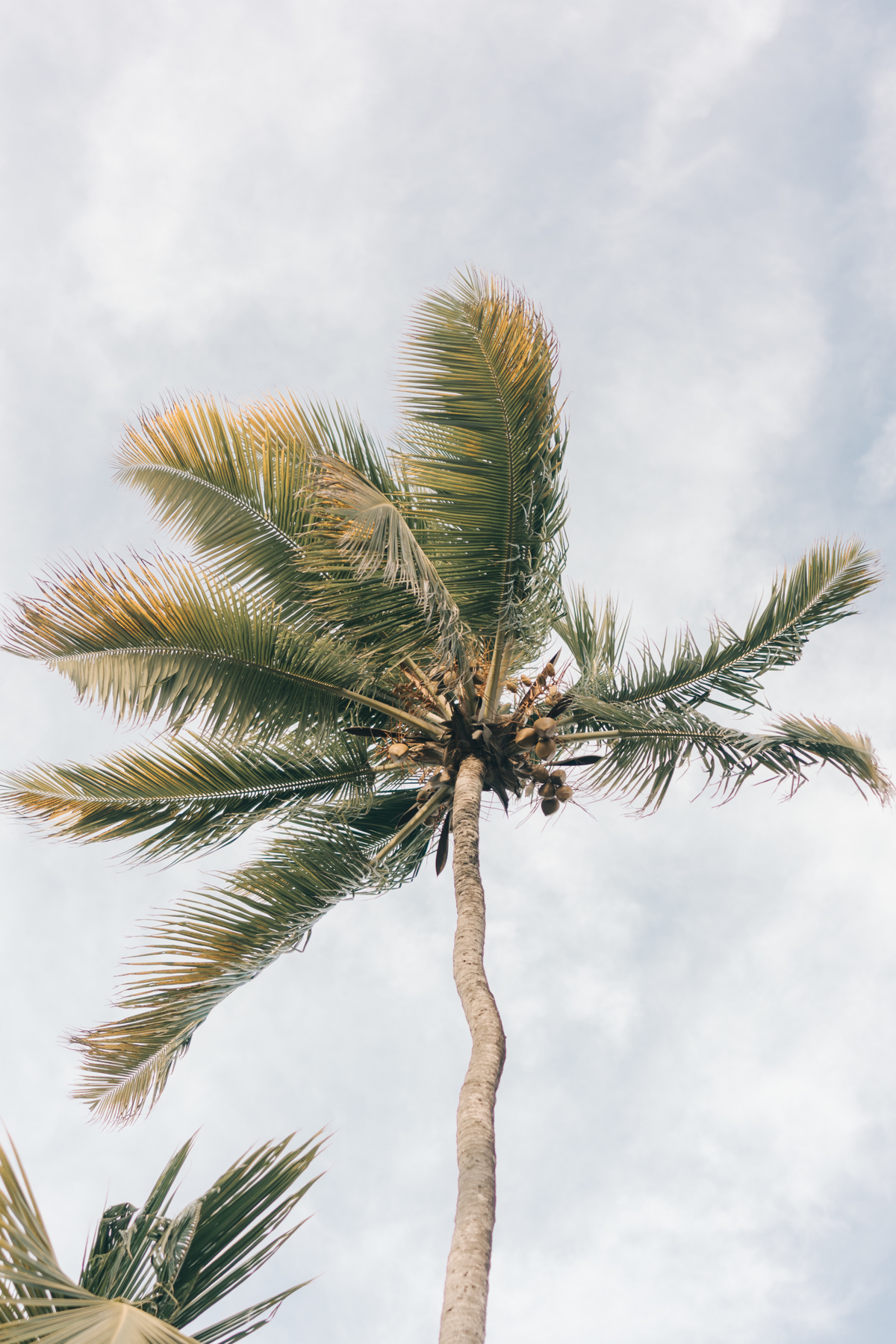 Ensaio pré wedding.