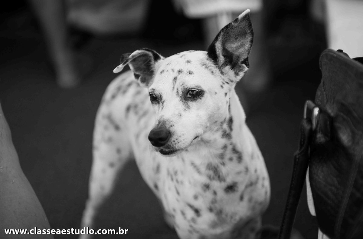 Foi maravilhoso passar o dia com este casal na linda praia de Carneiros em Pernambuco.

Carlos e Fabiana parabéns pelas lindas fotos, sem esquecer da participação especial da cachorrinha Tina que se revelou uma verdadeira estrela nas 