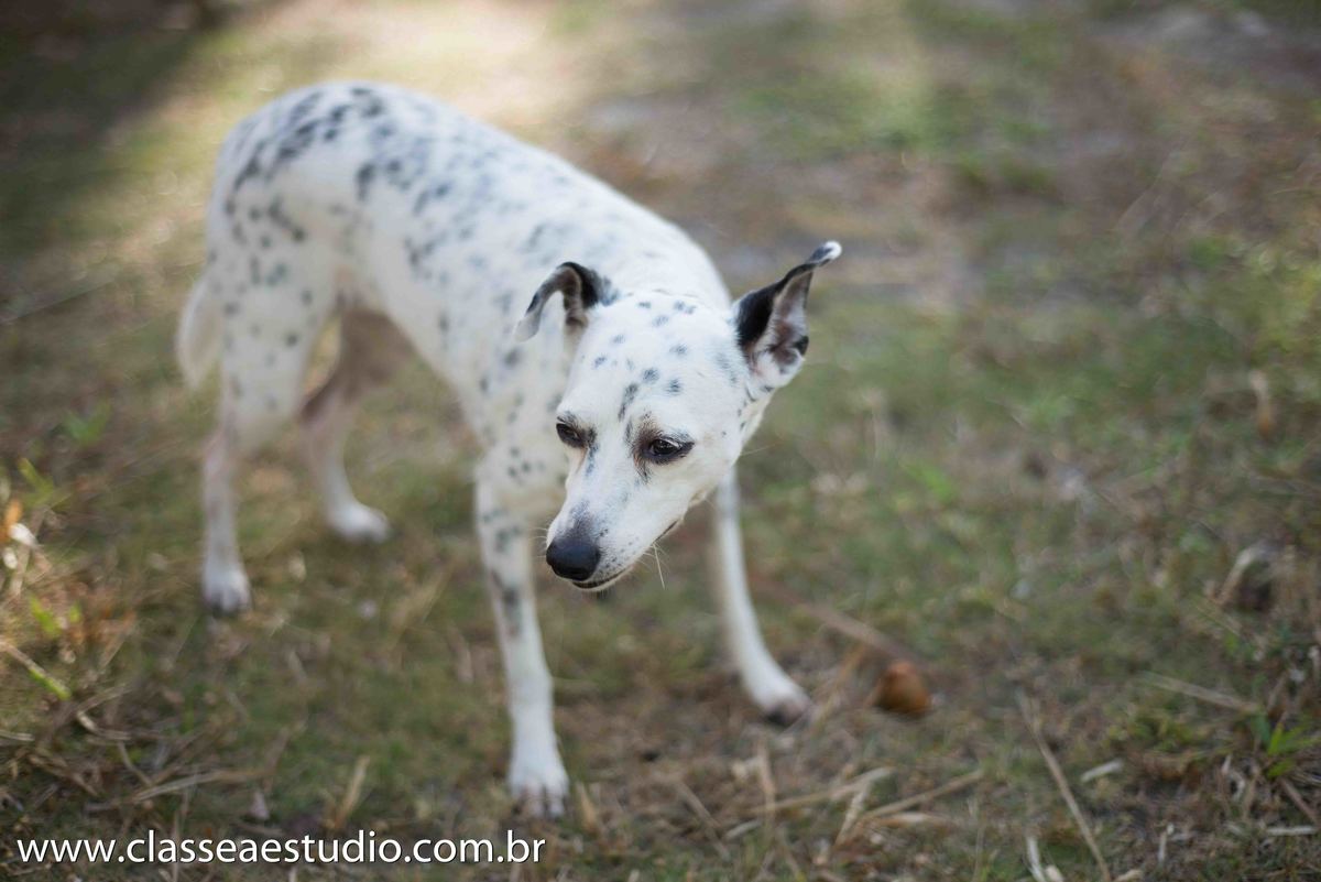 fabiana schreiner; fernando raphael; book de casal; book de noivos; casais; casamento na praia; classe a estúdio; classe a estúdio fotográfico; ensaio de casais; ensaio de noivos; ensaio de noivos praia; estudio profissional; evandra 