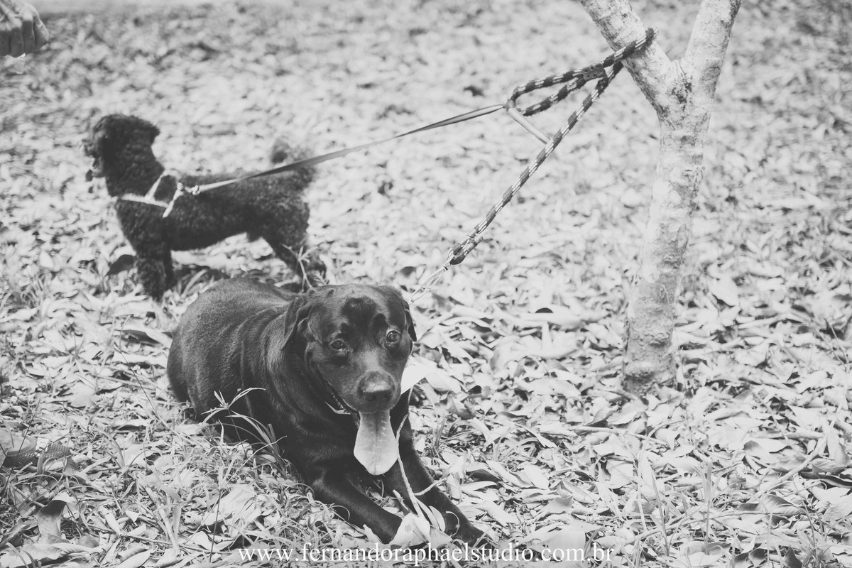 cachorro no casamento
