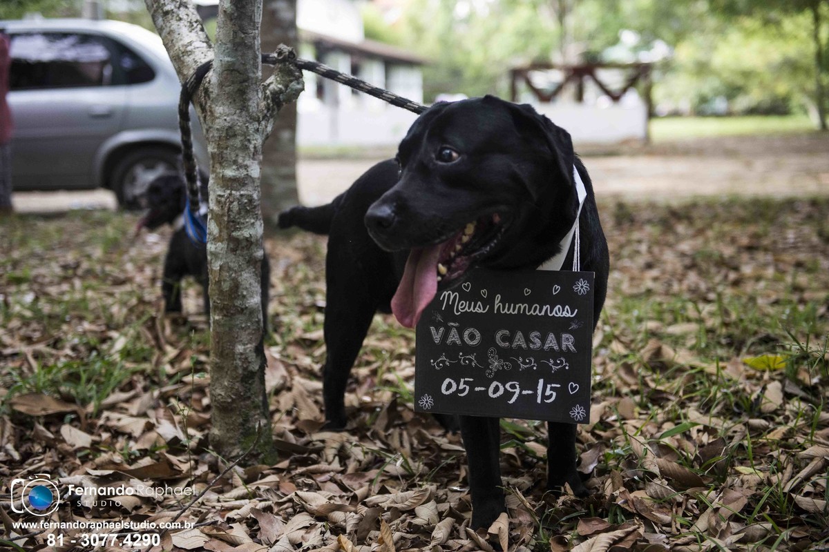 cachorro no ensaio de noivos