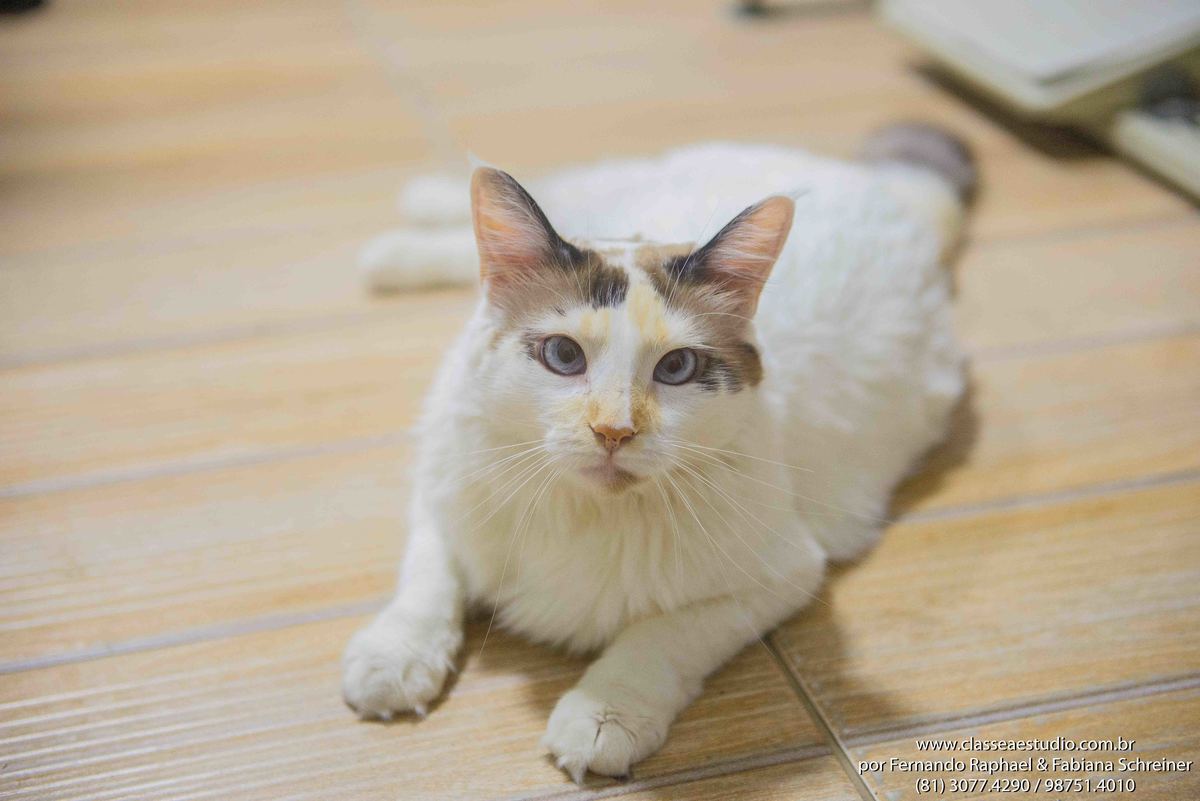 gatinha no casamento