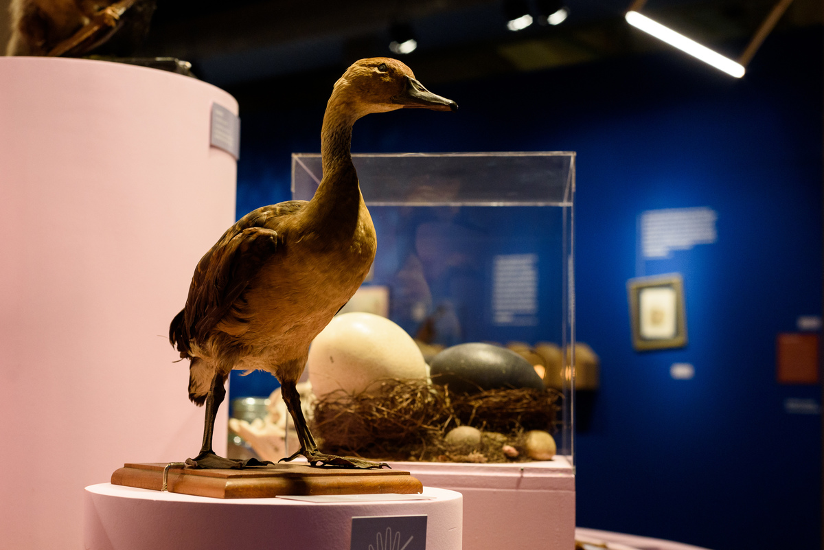 Mostra Darwin, Espaço Santander, Porto Alegre