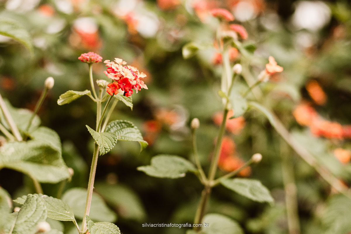 Casamento em Ibiuna- SP