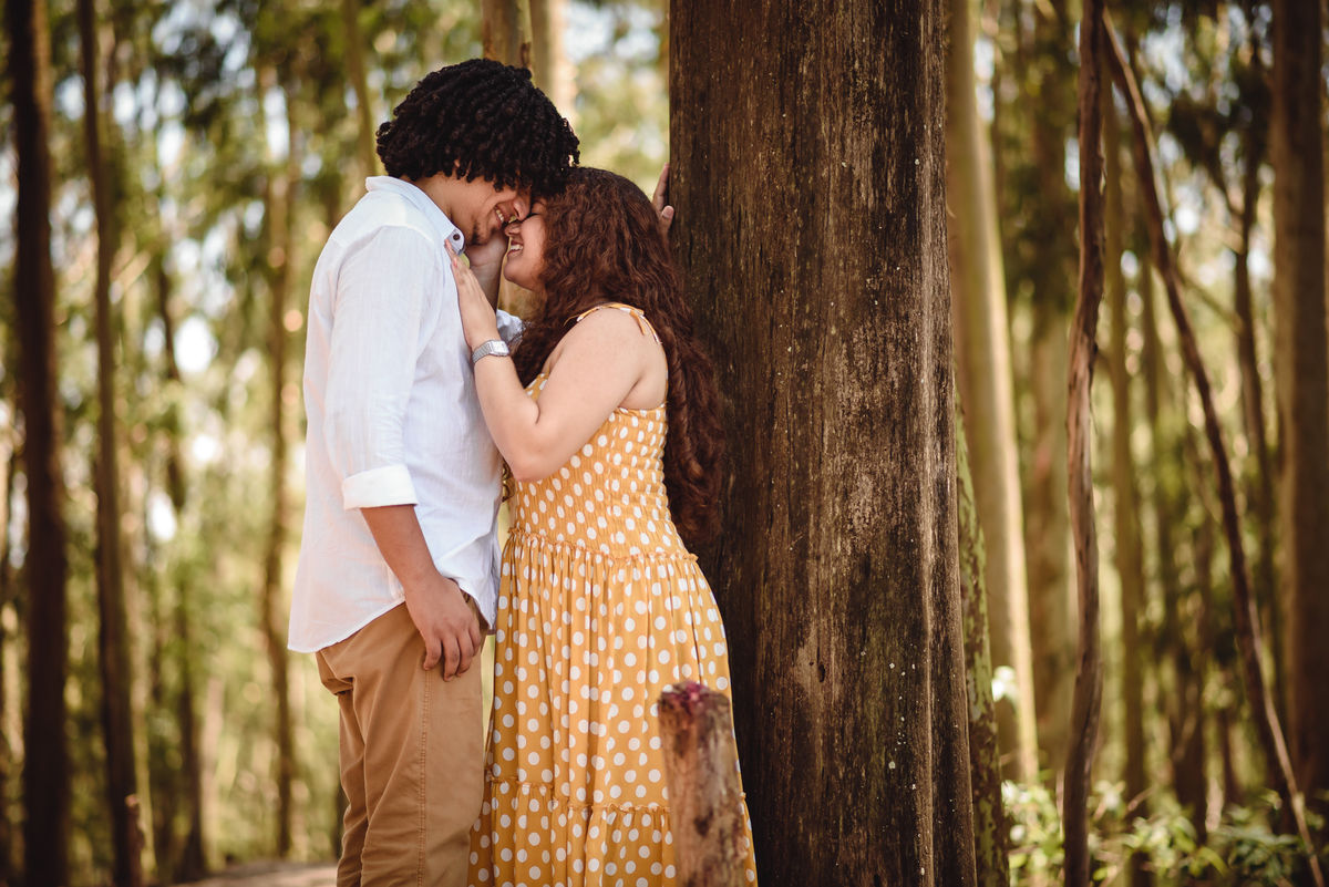 eucaliptos parque da cidade