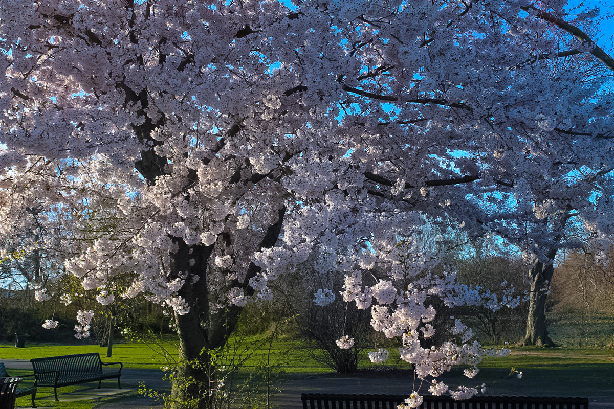 Merrick, Long Island, New York 2018