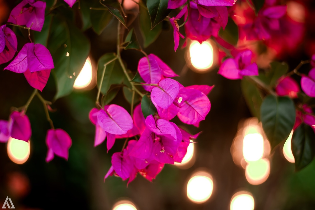 Wedding Casamento Buffet Making Off Decoração Cerimonialista Fotógrafo Vestido Noiva Noivo Camila Hoffmann Cerimonial Elimeire Assessoria de Evento Dani Vidal Vila Nova La Belle Maison Lena Buffet Casarão Penedo Diva Buffet Buquê Resende Penedo 