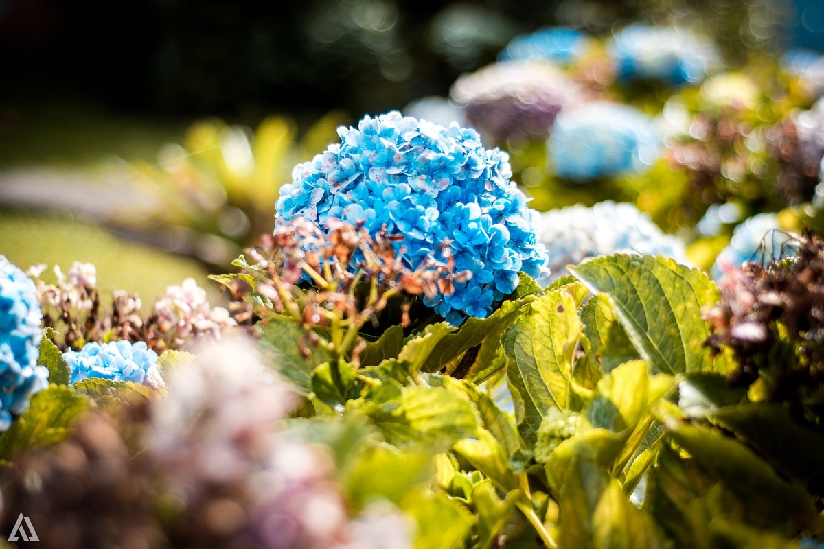Ensaio Book Família Lifestyle Alex Jardim Fotografia Fotógrafo Resende Itatiaia Penedo Porto Real Quatis Barra Mansa Volta Redonda Parque Nacional do Itatiaia Hotel Donati Itatiaia - RJ