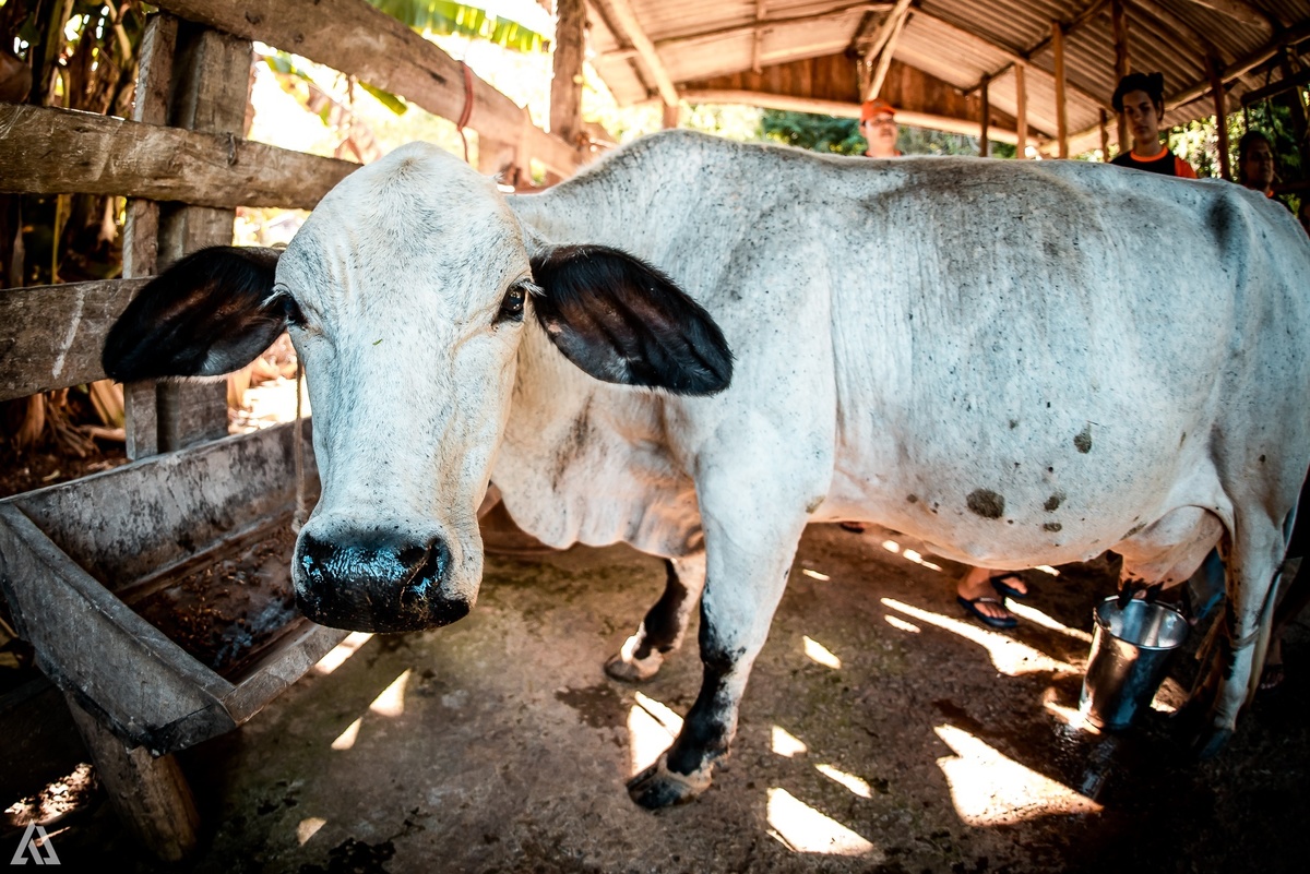 Colônia de Férrias Alex Jardim Fotografia Fotógrafo Resende Itatiaia Penedo Porto Real Quatis Barra Mansa Volta Redonda Vargem Grande Sitio das Palmeiras
