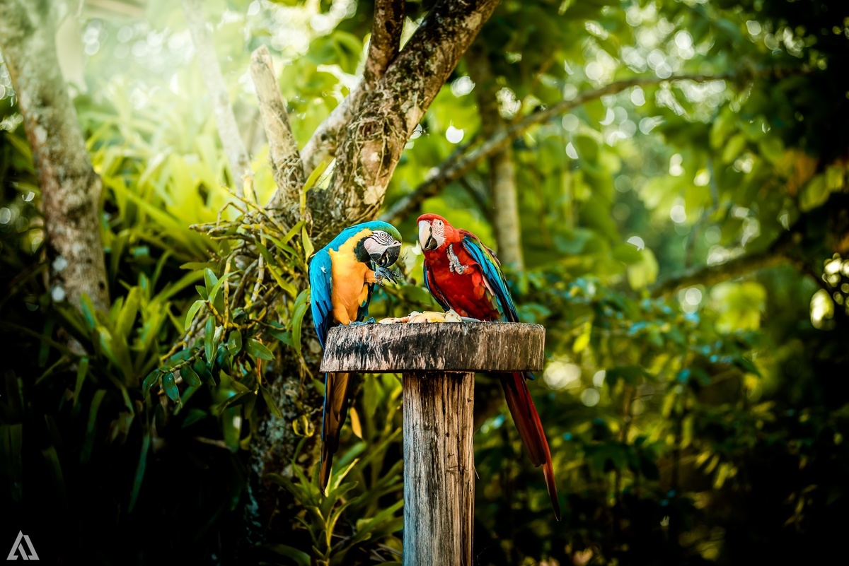 Colônia de Férrias Alex Jardim Fotografia Fotógrafo Resende Itatiaia Penedo Porto Real Quatis Barra Mansa Volta Redonda Vargem Grande Sitio das Palmeiras