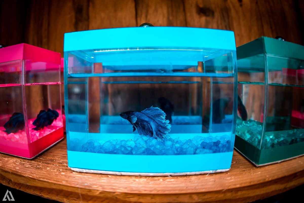 Aniversário Infantil Pequena Sereia Alex Jardim Fotografia Fotógrafo Resende Itatiaia Penedo Porto Real Quatis Barra Mansa Volta Redonda Buffet Pintou Alegria