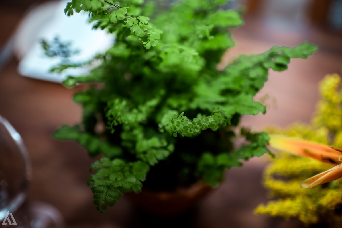 Wedding Casamento Buffet Making Off Decoração Bem Casados Cerimonialista Fotógrafo Vestido Noiva Noivo Camila Hoffmann Cerimonial Elimeire Assessoria de Evento Dani Vidal La Belle Maison Lena Buffet Casarão Penedo Diva Buffet Buquê Resende Penedo Itatiaia