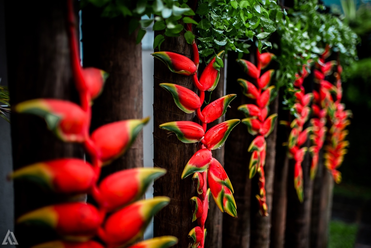 Wedding Casamento Buffet Making Off Decoração Bem Casados Cerimonialista Fotógrafo Vestido Noiva Noivo Camila Hoffmann Cerimonial Elimeire Assessoria de Evento Dani Vidal La Belle Maison Lena Buffet Casarão Penedo Diva Buffet Buquê Resende Penedo Itatiaia