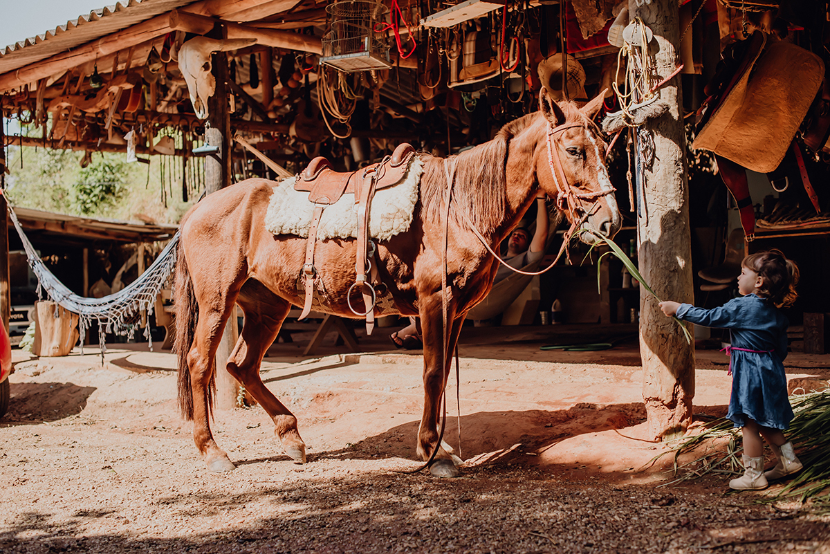 dando comidinha para cavalo