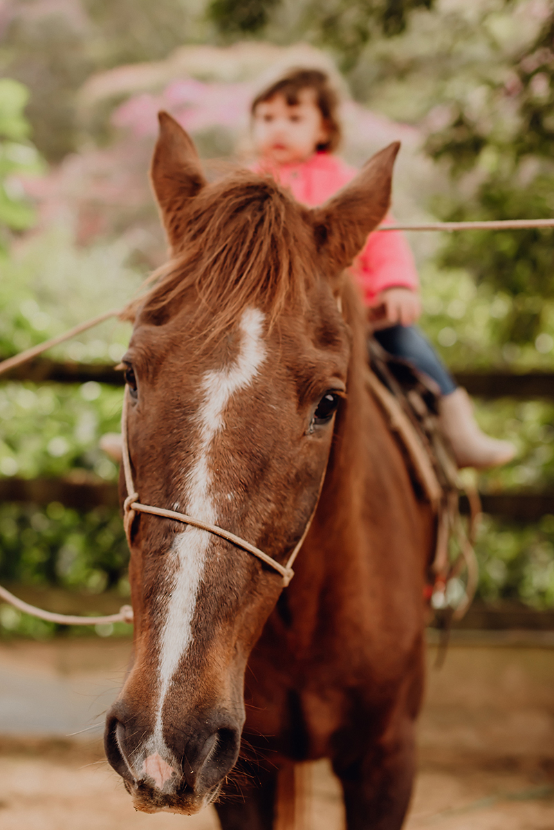 ensaio fotográfico com cavalos