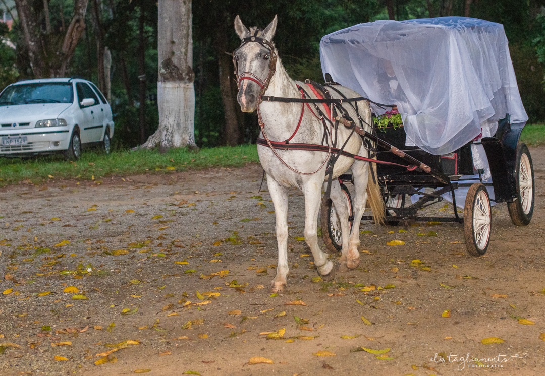 noiva chega de charrete 