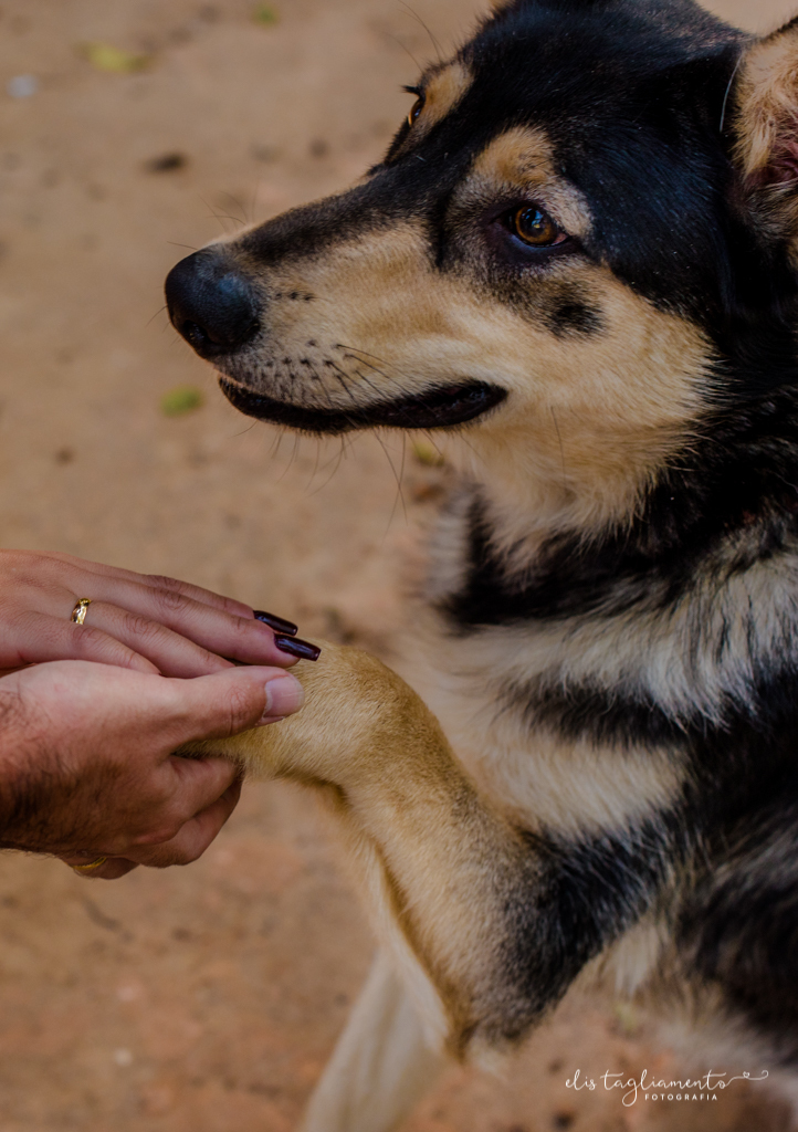 ensaio pré casamento parque da cidade com cachorro são josé dos campos